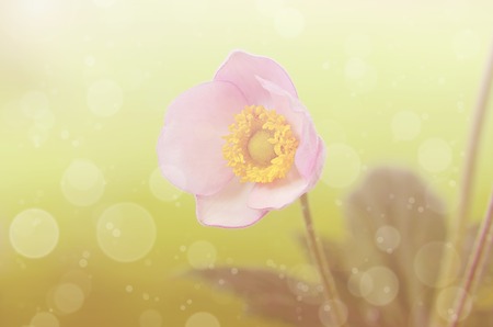 Dreamy photo of a beauty wildflower in the fieldの写真素材
