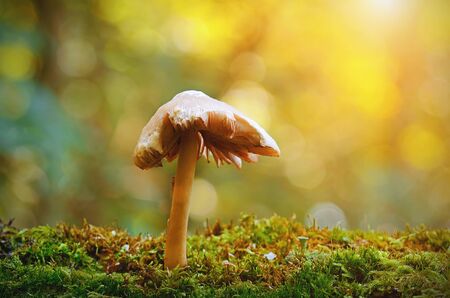 Forest mushroom on the mossy ground at sunsetの写真素材