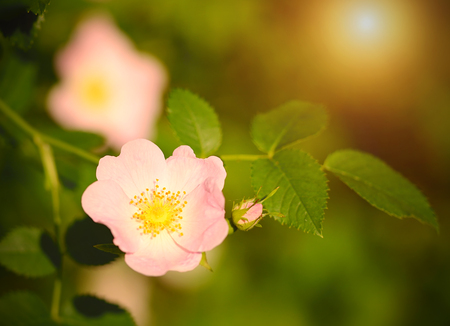 Dog rose at sunset in the gardenの写真素材