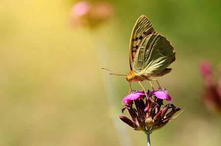 Butterfly resting on a wildflowerの写真素材