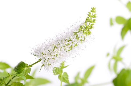 Closeup photo of mint flower on white backgroundの写真素材