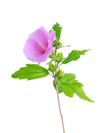 Mallow flower isolated on a white backgroundの写真素材