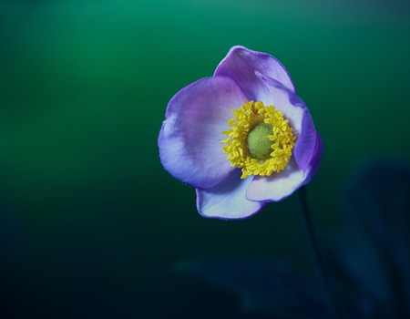 Closeup photo of a beauty wildflower at nightの写真素材