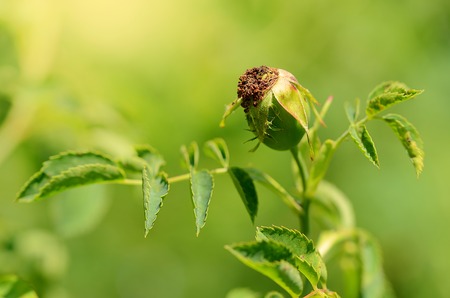 Closeup photo of unripe rosehip berry in the gardenの写真素材
