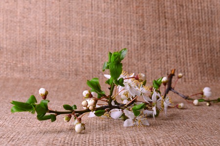 Spring branch on a sackcloth backgroundの写真素材