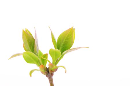 Branch with green leaves isolated on white backgroundの写真素材