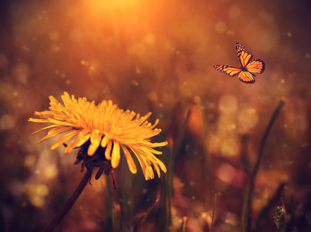 Dreamy photo of a dandelion and butterfly in the field at sunsetの写真素材