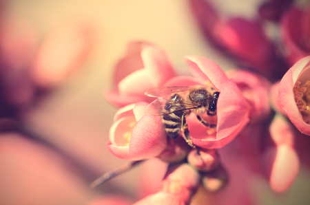 Closeup photo of a bee on red flower, vintage viewの写真素材
