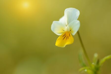 Closeup photo of a beautiful wildflower in the fieldの写真素材