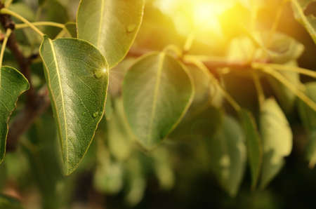 Close up of fresh wet green leaves in sunlight, detailの写真素材