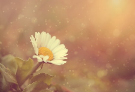 Soft photo of daisy in sunsetの写真素材