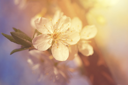 Dreamy photo of cherry flower in springの写真素材