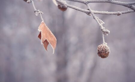Plane tree seed ball and leaf at winter, detailの写真素材