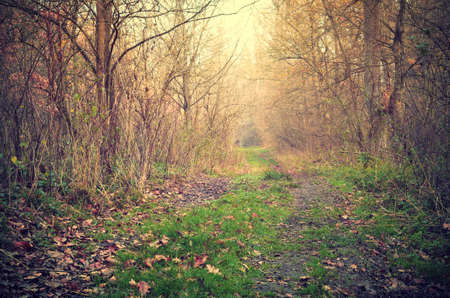 Photo of a forest road