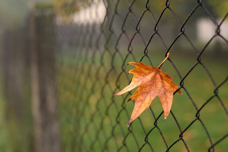 Closeup photo of colorful autumn leaf on a fenceの写真素材