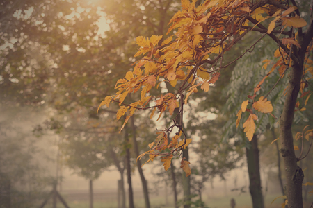 Autumn leaf on tree in the park, detailの写真素材