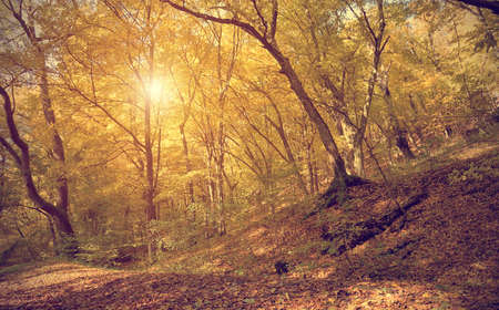 Autumn scene in the forest, detailの写真素材