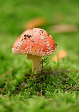 Red fly agaric in the forest moss among. Closeup poto