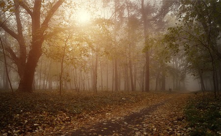 Path in the forest a foggy day, detail