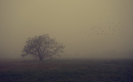 Old tree in the field a foggy day, detailの写真素材