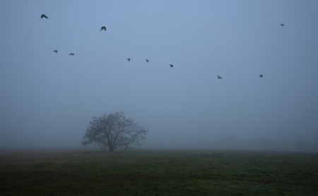 Old tree in the field a foggy day, detailの写真素材
