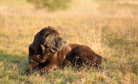 Old shar pei dog resting in field a sunny day