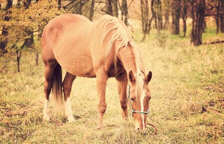 Vintage photo of a grazing horse, detailの写真素材