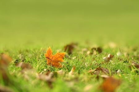 Autumn leaf on the field, detail