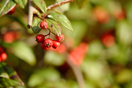 Closeup photos of a red berries, detail