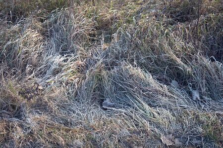 Frozen grass a winter dayの写真素材