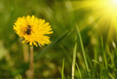 Bee on a dandelion in a meadow, sunny conceptの写真素材