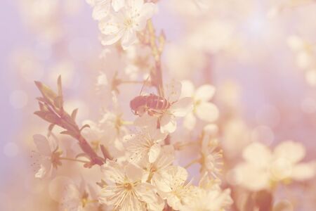 Floral background, spring concept
