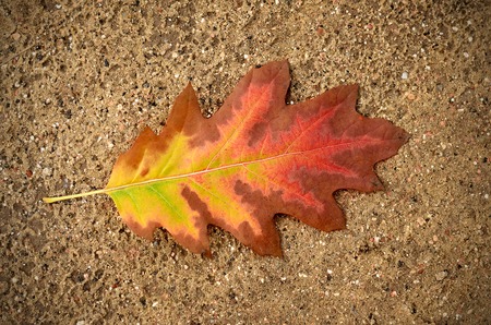 Autumn oak leaf on ground