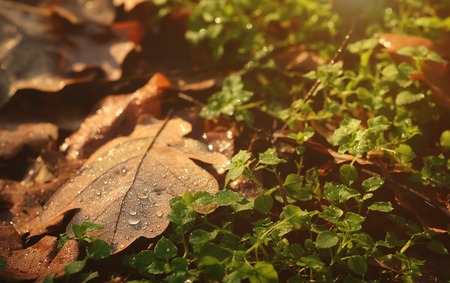 Wet autumn oak leaves with drop of dew