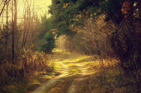 Tranquil scene in the forest