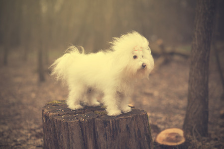 Vintage photo of a Bichon Havanese in park