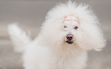 Portrait of a Bichon Havanese dog in parkの写真素材