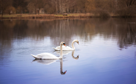 Swans on the beautiful lake in the parkの写真素材