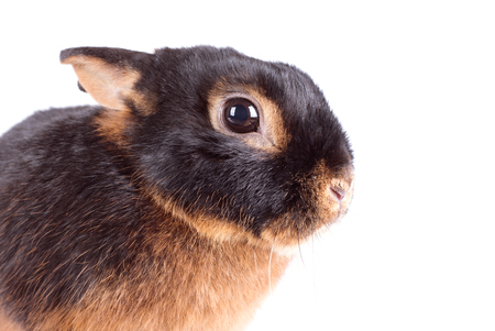Black rabbit isolated on white backgroundの写真素材