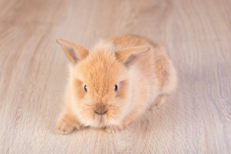 Orange baby rabbit on a wooden backgroundの写真素材