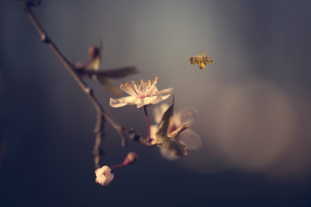 Closeup photo of cherry flower and bee at springの写真素材