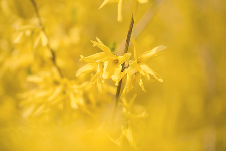 Closeup photo of forsythias flowersの写真素材