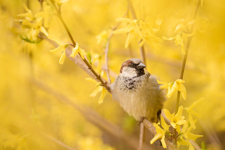 Sparrow resting on the yellow forsythia bushの写真素材