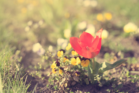 Closeup photo of a red tulip flower in park. Vintage photoの写真素材