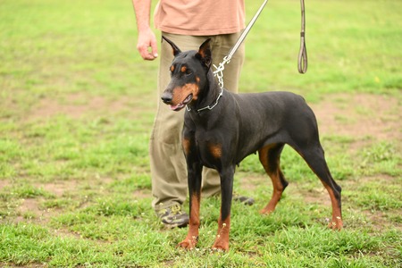Doberman pinscher with owner in the parkの写真素材