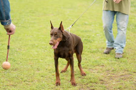 Brown doberman pinschet play in trainingの写真素材