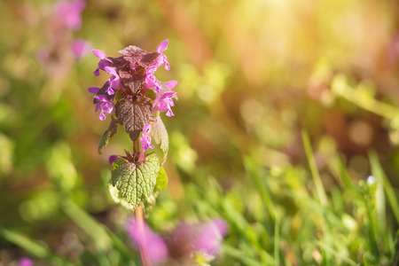 Purple nettle blooming in the field a sunny dayの写真素材