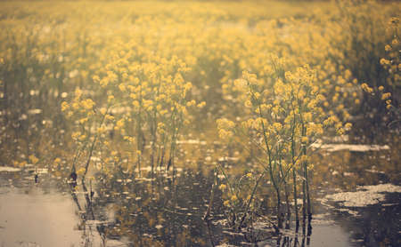 Vintage photo of yellow flowers in the lake, detailの写真素材