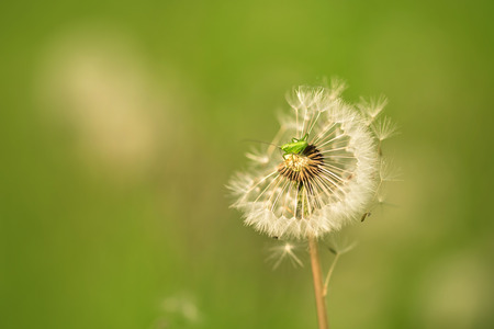 Closeup photo of a mini grasshopper on dandelion seedsの写真素材