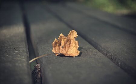 Closeup photo of a dry autumn leaf on wooden backgroundの写真素材